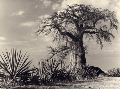 The Mwadui Baobab tree